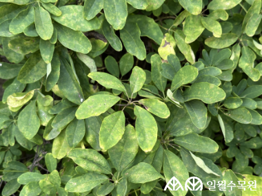 으름덩굴 학명 Akebia quinata (Houtt.) Decne. 과명 으름덩굴과 (Lardizabalaceae) 영명 Five-leaf chocolate vine 수목원 내 위치 침엽수원 특징 • 원산지 한국, 중국, 일본 등 동아시아 • 높이 12m 정도 자라는 다년생 낙엽 덩굴식물 • 작은 잎 5~6개가 손바닥 모양으로 모여 나며 털이 없음. • 개화 4~5월. 한 나무에 암꽃과 수꽃이 따로 핌. • 암꽃은 크고 적게, 수꽃은 작고 많이 달리며 꽃잎은 없고 3개의 꽃받침이 있음. • 10월경 긴 타원형 갈색 열매가 열리며, 다 익으면 껍질이 세로로 벌어져 하얀 과육과 검은 씨앗들이 드러남. • 종자, 삽목으로 번식. • 내한성 지도(USDA Plant Hardiness Zone) : 5~9 ※ APG Ⅳ 분류체계를 따라 과명이 작성되었습니다. ※ 국립수목원 ‘국가표준식물목록’, 영국왕립원예학회(RHS)를 참고하여 작성하였습니다.