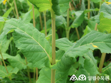 실피움 페르폴리아툼(Silphium perfoliatum L.) 학명 Silphium perfoliatum L. 과명 국화과 (Asteraceae) 영명 Cup plant 수목원 내 위치 초지원 특징 • 원산지 북아메리카. • 높이 약 2.5m까지 곧게 자라는 여러해살이풀. • 개화 7~8월. 줄기가 여러 갈래로 갈라지며 그 끝에 지름 7~9cm의 밝은 노란색꽃이 핌.. • 잎은 타원형으로 두 장씩 마주나기하며, 잎 밑부분이 줄기를 감싸 서로 이어지는 형태를 띰. • 줄기는 곧고 단단하며 단면이 네모나게 각이 짐. • 종자 또는 포기나누기로 번식. • 내한성 지도(USDA Plant Hardiness Zone) : 3~9 ※ APG Ⅳ 분류체계를 따라 과명이 작성되었습니다. ※ 국립수목원 ‘국가표준식물목록’, 영국왕립원예학회(RHS)를 참고하여 작성하였습니다.