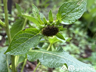 여우오줌(Carpesium macrocephalum Franch. & Sav.)  학명 Carpesium macrocephalum Franch. & Sav. 과명 국화과 (Asteraceae / Compositae) 영명 Bighead Carpesium  수목원 내 위치 숲정원  특징 • 산지의 숲 속에서 높이 80~150cm 정도로 자라는 여러해살이풀. • 개화 8~9월. 노란색 꽃이 피며, 가지 끝에서 머리모양꽃차례로 1개씩 달림. • 아래쪽 잎은 길이 30~40cm로 매우 크며 넓은 달걀 모양이며 밑부분이 좁아져서 엽병의 날개처럼 됨. • 종자 또는 포기나누기로 번식 • 내한성 지도(USDA Plant Hardiness Zone) : 5~9  ※ APG Ⅳ 분류체계를 따라 과명이 작성되었습니다. ※ 국립수목원 ‘국가표준식물목록’, 영국왕립원예학회(RHS)를 참고하여 작성하였습니다.