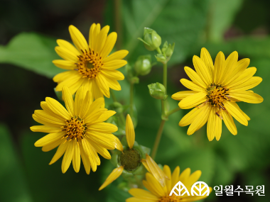 실피움 페르폴리아툼(Silphium perfoliatum L.)  학명 Silphium perfoliatum L. 과명 국화과 (Asteraceae) 영명 Cup plant  수목원 내 위치 초지원  특징  • 원산지 북아메리카. • 높이 약 2.5m까지 곧게 자라는 여러해살이풀. • 개화 7~8월. 줄기가 여러 갈래로 갈라지며 그 끝에 지름 7~9cm의 밝은 노란색꽃이 핌.. • 잎은 타원형으로 두 장씩 마주나기하며, 잎 밑부분이 줄기를 감싸 서로 이어지는 형태를 띰. • 줄기는 곧고 단단하며 단면이 네모나게 각이 짐. • 종자 또는 포기나누기로 번식. • 내한성 지도(USDA Plant Hardiness Zone) : 3~9  ※ APG Ⅳ 분류체계를 따라 과명이 작성되었습니다. ※ 국립수목원 ‘국가표준식물목록’, 영국왕립원예학회(RHS)를 참고하여 작성하였습니다.