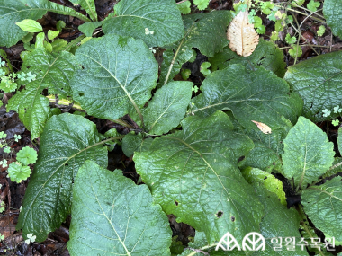 여우오줌(Carpesium macrocephalum Franch. & Sav.) 학명 Carpesium macrocephalum Franch. & Sav. 과명 국화과 (Asteraceae / Compositae) 영명 Bighead Carpesium 수목원 내 위치 숲정원 특징 • 산지의 숲 속에서 높이 80~150cm 정도로 자라는 여러해살이풀. • 개화 8~9월. 노란색 꽃이 피며, 가지 끝에서 머리모양꽃차례로 1개씩 달림. • 아래쪽 잎은 길이 30~40cm로 매우 크며 넓은 달걀 모양이며 밑부분이 좁아져서 엽병의 날개처럼 됨. • 종자 또는 포기나누기로 번식 • 내한성 지도(USDA Plant Hardiness Zone) : 5~9 ※ APG Ⅳ 분류체계를 따라 과명이 작성되었습니다. ※ 국립수목원 ‘국가표준식물목록’, 영국왕립원예학회(RHS)를 참고하여 작성하였습니다.