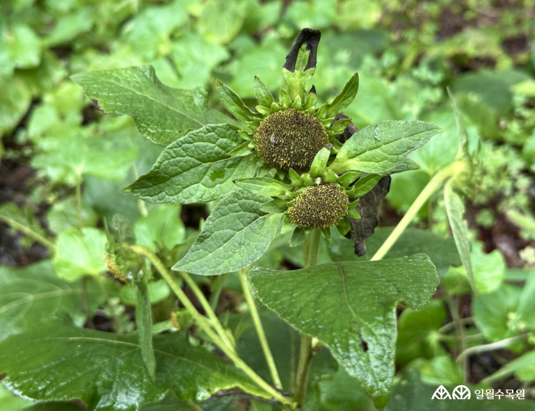 여우오줌(Carpesium macrocephalum Franch. & Sav.) 학명 Carpesium macrocephalum Franch. & Sav. 과명 국화과 (Asteraceae / Compositae) 영명 Bighead Carpesium 수목원 내 위치 숲정원 특징 • 산지의 숲 속에서 높이 80~150cm 정도로 자라는 여러해살이풀. • 개화 8~9월. 노란색 꽃이 피며, 가지 끝에서 머리모양꽃차례로 1개씩 달림. • 아래쪽 잎은 길이 30~40cm로 매우 크며 넓은 달걀 모양이며 밑부분이 좁아져서 엽병의 날개처럼 됨. • 종자 또는 포기나누기로 번식 • 내한성 지도(USDA Plant Hardiness Zone) : 5~9 ※ APG Ⅳ 분류체계를 따라 과명이 작성되었습니다. ※ 국립수목원 ‘국가표준식물목록’, 영국왕립원예학회(RHS)를 참고하여 작성하였습니다.