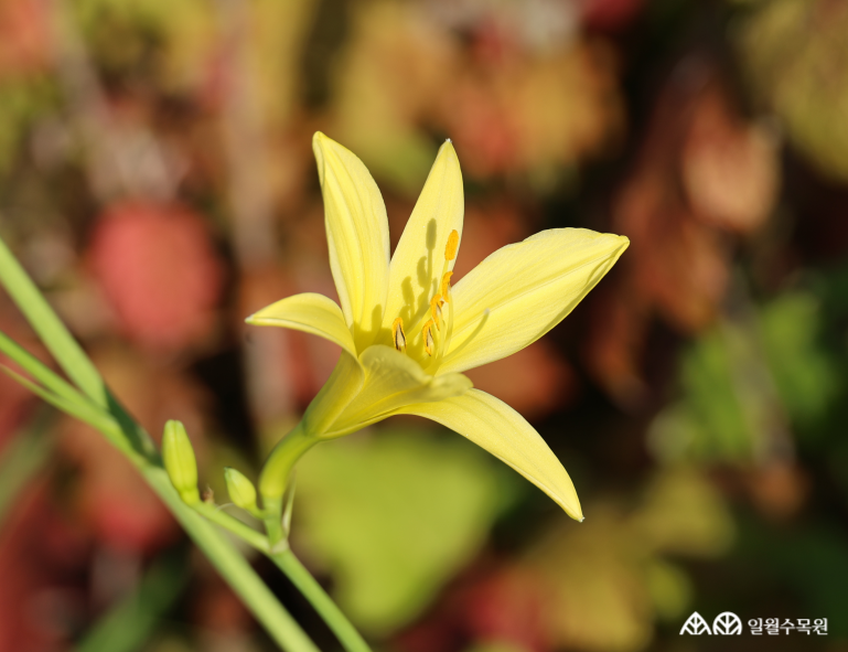 노랑원추리 (Hemerocallis thunbergii Baker) 학명 Hemerocallis thunbergii Baker 과명 아스포델루스과 (Asphodelaceae) 영명 Thunberg’s daylily 수목원 내 위치 빗물정원, 습지원 특징 • 꽃대를 포함해 약 1m 이상으로 자라는 여러해살이풀. • 개화 6~7월. 꽃대에 밝은 레몬빛 노란색 꽃이 피어나며, 늦은 오후 피어 다음 날 오전에 시듦. • 잎은 길쭉한 선형으로 밑부분에서 서로 포개져 2줄로 돋고, 부채처럼 퍼지며 밑으로 휘어짐. • 열매는 거꿀달걀모양으로 광택이 나는 검은색 씨앗이 들어있음. • 종자 또는 포기나누기로 번식. • 내한성 지도(USDA Plant Hardiness Zone) : 4~9 ※ APG Ⅳ 분류체계를 따라 과명이 작성되었습니다. ※ 국립수목원 ‘국가표준식물목록’, 영국왕립원예학회(RHS)를 참고하여 작성하였습니다.