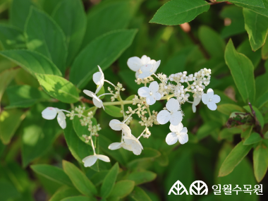 나무수국 '플로리분다’(Hydrangea paniculata 'Floribunda')  학명 Hydrangea paniculata 'Floribunda' 과명 수국과 (Hydrangeaceae) 영명 panicled hydrangea 'Floribunda'  수목원 내 위치 빗물정원  특징  • 높이 최대 3m 정도로 자라는 낙엽 활엽 관목. • 개화 7~9월. 무성화와 유성화가 약 절반씩 어우러진 성긴 원뿔형 꽃차례를 가짐. • 꽃은 흰색으로 풍성하게 피어나며, 시간이 지나면서 점차 연한 분홍빛으로 물듦. • 잎은 중간~짙은 녹색을 띠며 가장자리에 미세한 톱니가 있음. • 삽목으로 번식. • 내한성 지도(USDA Plant Hardiness Zone) : 3~8  ※ APG Ⅳ 분류체계를 따라 과명이 작성되었습니다. ※ 국립수목원 ‘국가표준식물목록’, 영국왕립원예학회(RHS)를 참고하여 작성하였습니다.