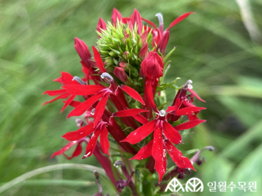 붉은숫잔대 (Lobelia cardinalis L.)  학명 Lobelia cardinalis L. 과명 초롱꽃과 (Campanulaceae) 영명 Cardinal flower, Pink indian,Indian pink  수목원 내 위치 습지원, 초지원  특징 • 높이 50~120cm까지 곧게 자라는 여래해살이풀. • 개화 7~10월. 빨간색 꽃이 줄기 끝에 긴 원뿔모양으로 조밀하게 달리며 입술모양으로 위쪽 2개, 아래쪽 3개로 갈라짐. • 잎은 어긋나며 좁고 긴 피침형으로 가장자리에 잔톱니가 있음. • 종자 또는 포기나누기, 삽목으로 번식. • 내한성 지도(USDA Plant Hardiness Zone) : 3~9  ※ APG Ⅳ 분류체계를 따라 과명이 작성되었습니다. ※ 국립수목원 ‘국가표준식물목록’, 영국왕립원예학회(RHS)를 참고하여 작성하였습니다.