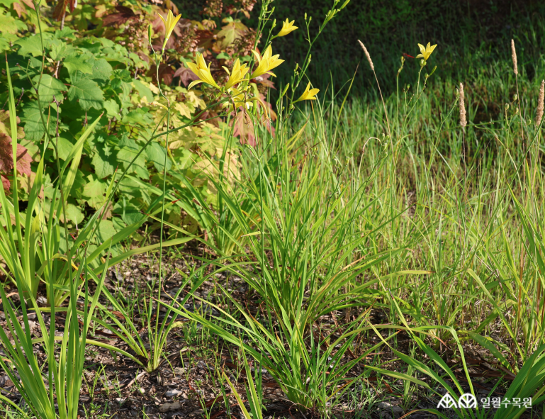 노랑원추리 (Hemerocallis thunbergii Baker) 학명 Hemerocallis thunbergii Baker 과명 아스포델루스과 (Asphodelaceae) 영명 Thunberg’s daylily 수목원 내 위치 빗물정원, 습지원 특징 • 꽃대를 포함해 약 1m 이상으로 자라는 여러해살이풀. • 개화 6~7월. 꽃대에 밝은 레몬빛 노란색 꽃이 피어나며, 늦은 오후 피어 다음 날 오전에 시듦. • 잎은 길쭉한 선형으로 밑부분에서 서로 포개져 2줄로 돋고, 부채처럼 퍼지며 밑으로 휘어짐. • 열매는 거꿀달걀모양으로 광택이 나는 검은색 씨앗이 들어있음. • 종자 또는 포기나누기로 번식. • 내한성 지도(USDA Plant Hardiness Zone) : 4~9 ※ APG Ⅳ 분류체계를 따라 과명이 작성되었습니다. ※ 국립수목원 ‘국가표준식물목록’, 영국왕립원예학회(RHS)를 참고하여 작성하였습니다.