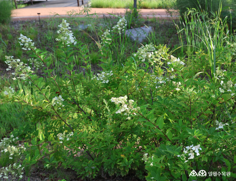 나무수국 '플로리분다’(Hydrangea paniculata 'Floribunda') 학명 Hydrangea paniculata 'Floribunda' 과명 수국과 (Hydrangeaceae) 영명 panicled hydrangea 'Floribunda' 수목원 내 위치 빗물정원 특징 • 높이 최대 3m 정도로 자라는 낙엽 활엽 관목. • 개화 7~9월. 무성화와 유성화가 약 절반씩 어우러진 성긴 원뿔형 꽃차례를 가짐. • 꽃은 흰색으로 풍성하게 피어나며, 시간이 지나면서 점차 연한 분홍빛으로 물듦. • 잎은 중간~짙은 녹색을 띠며 가장자리에 미세한 톱니가 있음. • 삽목으로 번식. • 내한성 지도(USDA Plant Hardiness Zone) : 3~8 ※ APG Ⅳ 분류체계를 따라 과명이 작성되었습니다. ※ 국립수목원 ‘국가표준식물목록’, 영국왕립원예학회(RHS)를 참고하여 작성하였습니다.