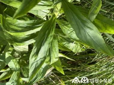 붉은숫잔대 (Lobelia cardinalis L.) 학명 Lobelia cardinalis L. 과명 초롱꽃과 (Campanulaceae) 영명 Cardinal flower, Pink indian,Indian pink 수목원 내 위치 습지원, 초지원 특징 • 높이 50~120cm까지 곧게 자라는 여래해살이풀. • 개화 7~10월. 빨간색 꽃이 줄기 끝에 긴 원뿔모양으로 조밀하게 달리며 입술모양으로 위쪽 2개, 아래쪽 3개로 갈라짐. • 잎은 어긋나며 좁고 긴 피침형으로 가장자리에 잔톱니가 있음. • 종자 또는 포기나누기, 삽목으로 번식. • 내한성 지도(USDA Plant Hardiness Zone) : 3~9 ※ APG Ⅳ 분류체계를 따라 과명이 작성되었습니다. ※ 국립수목원 ‘국가표준식물목록’, 영국왕립원예학회(RHS)를 참고하여 작성하였습니다.