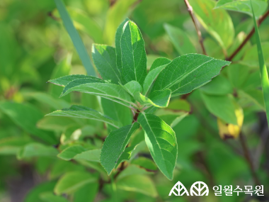 나무수국 '플로리분다’(Hydrangea paniculata 'Floribunda') 학명 Hydrangea paniculata 'Floribunda' 과명 수국과 (Hydrangeaceae) 영명 panicled hydrangea 'Floribunda' 수목원 내 위치 빗물정원 특징 • 높이 최대 3m 정도로 자라는 낙엽 활엽 관목. • 개화 7~9월. 무성화와 유성화가 약 절반씩 어우러진 성긴 원뿔형 꽃차례를 가짐. • 꽃은 흰색으로 풍성하게 피어나며, 시간이 지나면서 점차 연한 분홍빛으로 물듦. • 잎은 중간~짙은 녹색을 띠며 가장자리에 미세한 톱니가 있음. • 삽목으로 번식. • 내한성 지도(USDA Plant Hardiness Zone) : 3~8 ※ APG Ⅳ 분류체계를 따라 과명이 작성되었습니다. ※ 국립수목원 ‘국가표준식물목록’, 영국왕립원예학회(RHS)를 참고하여 작성하였습니다.
