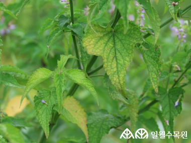 배초향(Agastache rugosa (Fisch. & C.A.Mey.) Kuntze)