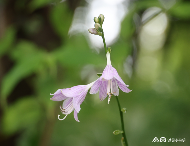 비비추 '깅코 그레이그’(Hosta 'Ginko Craig') 학명 Hosta 'Ginko Craig' 과명 비짜루과 (Asparagaceae) 영명 Plantain lily 'Ginko Craig' 수목원 내 위치 장식정원, 숲정원 특징 • 높이 약 25cm 정도로 낮고 빽빽하게 포기를 이루며 자라는 낙엽성 여러해살이풀. • 개화 7~8월. 곧게 서는 꽃대 끝에 연한 보라색 꽃이 듬성듬성 피어남. • 잎은 좁고 타원형이며 짙은 녹색 잎의 가장자리에 크림색 무늬가 둘러져 있음. • 포기나누기로 번식. • 내한성 지도(USDA Plant Hardiness Zone) : 3~9 ※ APG Ⅳ 분류체계를 따라 과명이 작성되었습니다. ※ 국립수목원 ‘국가표준식물목록’, 영국왕립원예학회(RHS)를 참고하여 작성하였습니다.