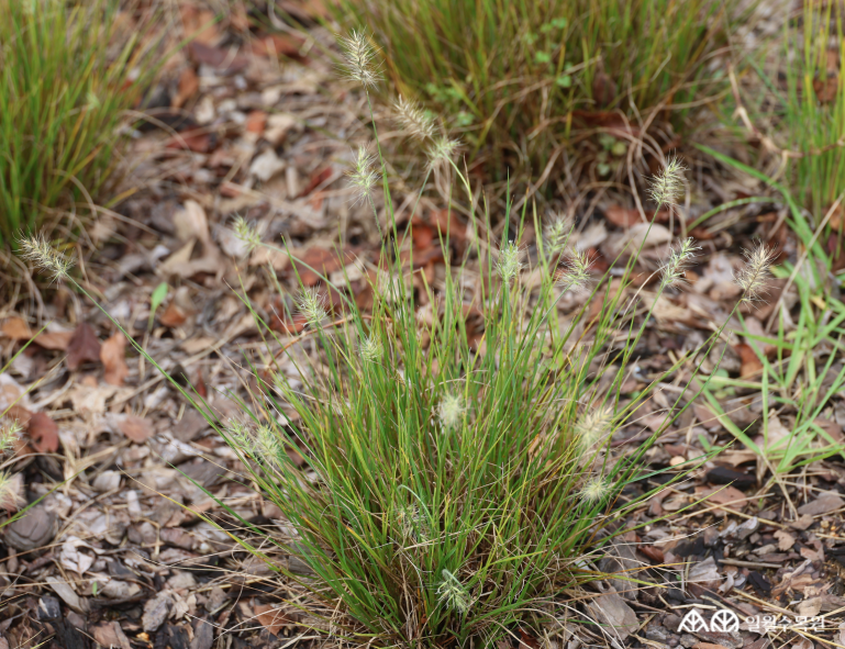 수크령 '리틀 버니'(Pennisetum alopecuroides 'Little Bunny') 학명 Pennisetum alopecuroides 'Little Bunny' 과명 벼과 (Poaceae) 영명 Chinese fountain grass 'Little Bunny’ 수목원 내 위치 채소원, 그라스원 특징 • 높이 약 30~45cm 정도로 작고 포기를 이루며 자라는 여러해살이풀. • 개화 7~10월. 작은 병솔 모양 꽃이 피어나며, 크림빛 베이지색에서 점차 갈색으로 변함. • 잎은 가늘고 긴 띠 모양이며, 가을에 황금빛으로 물이 듦. • 포기나누기로 번식. • 내한성 지도(USDA Plant Hardiness Zone) : 5~9 ※ APG Ⅳ 분류체계를 따라 과명이 작성되었습니다. ※ 국립수목원 ‘국가표준식물목록’, 영국왕립원예학회(RHS)를 참고하여 작성하였습니다.