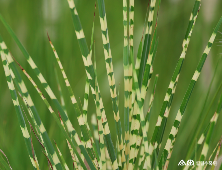 참억새 '골드 바'(Miscanthus sinensis 'Gold Bar') 학명 Miscanthus sinensis 'Gold Bar' 과명 벼과 (Poaceae) 영명 Eulalia 'Gold Barr' 수목원 내 위치 그라스원 특징 • 빽빽하게 포기를 이루며 곧게 자라는 여러해살이풀. • 높이 약 1~1.2m 정도로 기존 품종에 비해 크기가 작고 단정하며 곧고 꼿꼿하게 서서 자라는 성질이 매우 강함. • 개화 9~10월. 잎 위로 깃털 모양 꽃이 피어남. • 잎은 가늘고 선명한 녹색 바탕에 크림빛 노란색 가로 줄무늬가 있는 것이 특징임. • 포기나누기로 번식. • 내한성 지도(USDA Plant Hardiness Zone) : 5~9 ※ APG Ⅳ 분류체계를 따라 과명이 작성되었습니다. ※ 국립수목원 ‘국가표준식물목록’, 영국왕립원예학회(RHS)를 참고하여 작성하였습니다.