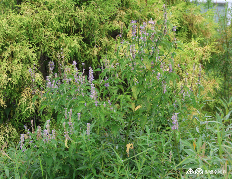 배초향(Agastache rugosa (Fisch. & C.A.Mey.) Kuntze)