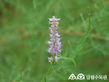 배초향(Agastache rugosa (Fisch. & C.A.Mey.) Kuntze)