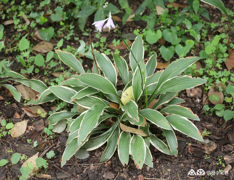 비비추 '깅코 그레이그’(Hosta 'Ginko Craig') 학명 Hosta 'Ginko Craig' 과명 비짜루과 (Asparagaceae) 영명 Plantain lily 'Ginko Craig' 수목원 내 위치 장식정원, 숲정원 특징 • 높이 약 25cm 정도로 낮고 빽빽하게 포기를 이루며 자라는 낙엽성 여러해살이풀. • 개화 7~8월. 곧게 서는 꽃대 끝에 연한 보라색 꽃이 듬성듬성 피어남. • 잎은 좁고 타원형이며 짙은 녹색 잎의 가장자리에 크림색 무늬가 둘러져 있음. • 포기나누기로 번식. • 내한성 지도(USDA Plant Hardiness Zone) : 3~9 ※ APG Ⅳ 분류체계를 따라 과명이 작성되었습니다. ※ 국립수목원 ‘국가표준식물목록’, 영국왕립원예학회(RHS)를 참고하여 작성하였습니다.