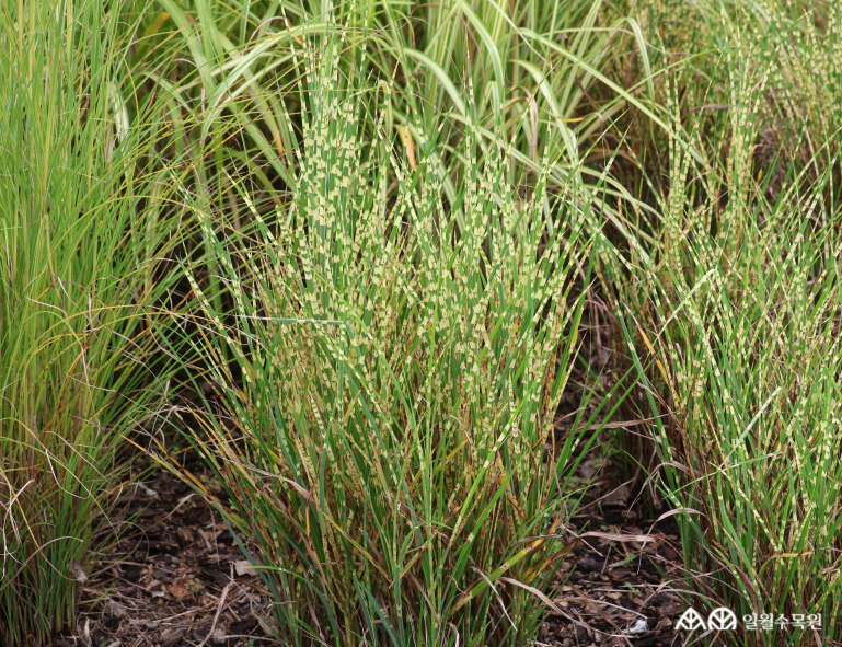 참억새 '골드 바'(Miscanthus sinensis 'Gold Bar') 학명 Miscanthus sinensis 'Gold Bar' 과명 벼과 (Poaceae) 영명 Eulalia 'Gold Barr' 수목원 내 위치 그라스원 특징 • 빽빽하게 포기를 이루며 곧게 자라는 여러해살이풀. • 높이 약 1~1.2m 정도로 기존 품종에 비해 크기가 작고 단정하며 곧고 꼿꼿하게 서서 자라는 성질이 매우 강함. • 개화 9~10월. 잎 위로 깃털 모양 꽃이 피어남. • 잎은 가늘고 선명한 녹색 바탕에 크림빛 노란색 가로 줄무늬가 있는 것이 특징임. • 포기나누기로 번식. • 내한성 지도(USDA Plant Hardiness Zone) : 5~9 ※ APG Ⅳ 분류체계를 따라 과명이 작성되었습니다. ※ 국립수목원 ‘국가표준식물목록’, 영국왕립원예학회(RHS)를 참고하여 작성하였습니다.