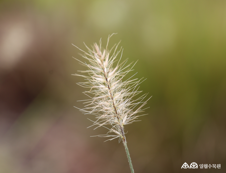 수크령 '리틀 버니'(Pennisetum alopecuroides 'Little Bunny') 학명 Pennisetum alopecuroides 'Little Bunny' 과명 벼과 (Poaceae) 영명 Chinese fountain grass 'Little Bunny’ 수목원 내 위치 채소원, 그라스원 특징 • 높이 약 30~45cm 정도로 작고 포기를 이루며 자라는 여러해살이풀. • 개화 7~10월. 작은 병솔 모양 꽃이 피어나며, 크림빛 베이지색에서 점차 갈색으로 변함. • 잎은 가늘고 긴 띠 모양이며, 가을에 황금빛으로 물이 듦. • 포기나누기로 번식. • 내한성 지도(USDA Plant Hardiness Zone) : 5~9 ※ APG Ⅳ 분류체계를 따라 과명이 작성되었습니다. ※ 국립수목원 ‘국가표준식물목록’, 영국왕립원예학회(RHS)를 참고하여 작성하였습니다.